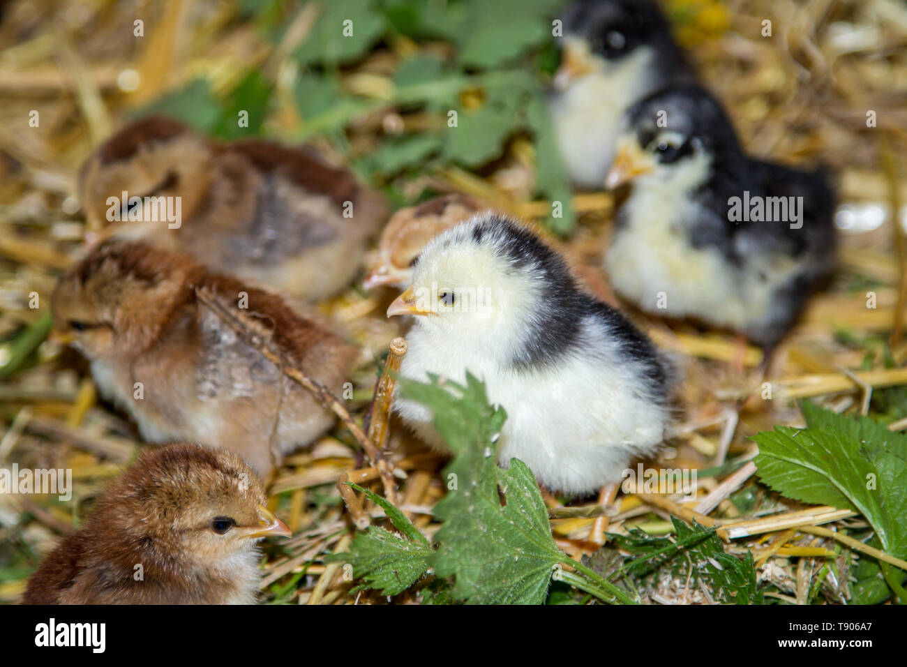 - Steinhendl Stoapiperl, polluelos - Críticamente en peligro Pollo raza desde Austria Foto de stock