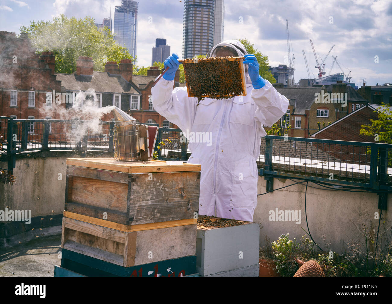 La apicultura urbana Foto de stock