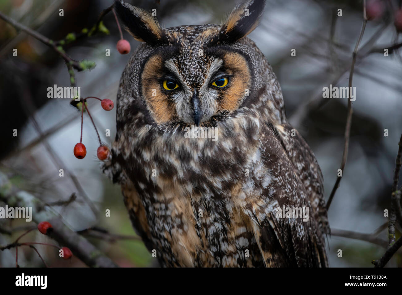 La lechuza de orejas largas (asio otus), también conocido como el búho de orejas largas del norte, es una especie de búho que cría en Europa, Asia y Norteamérica Foto de stock