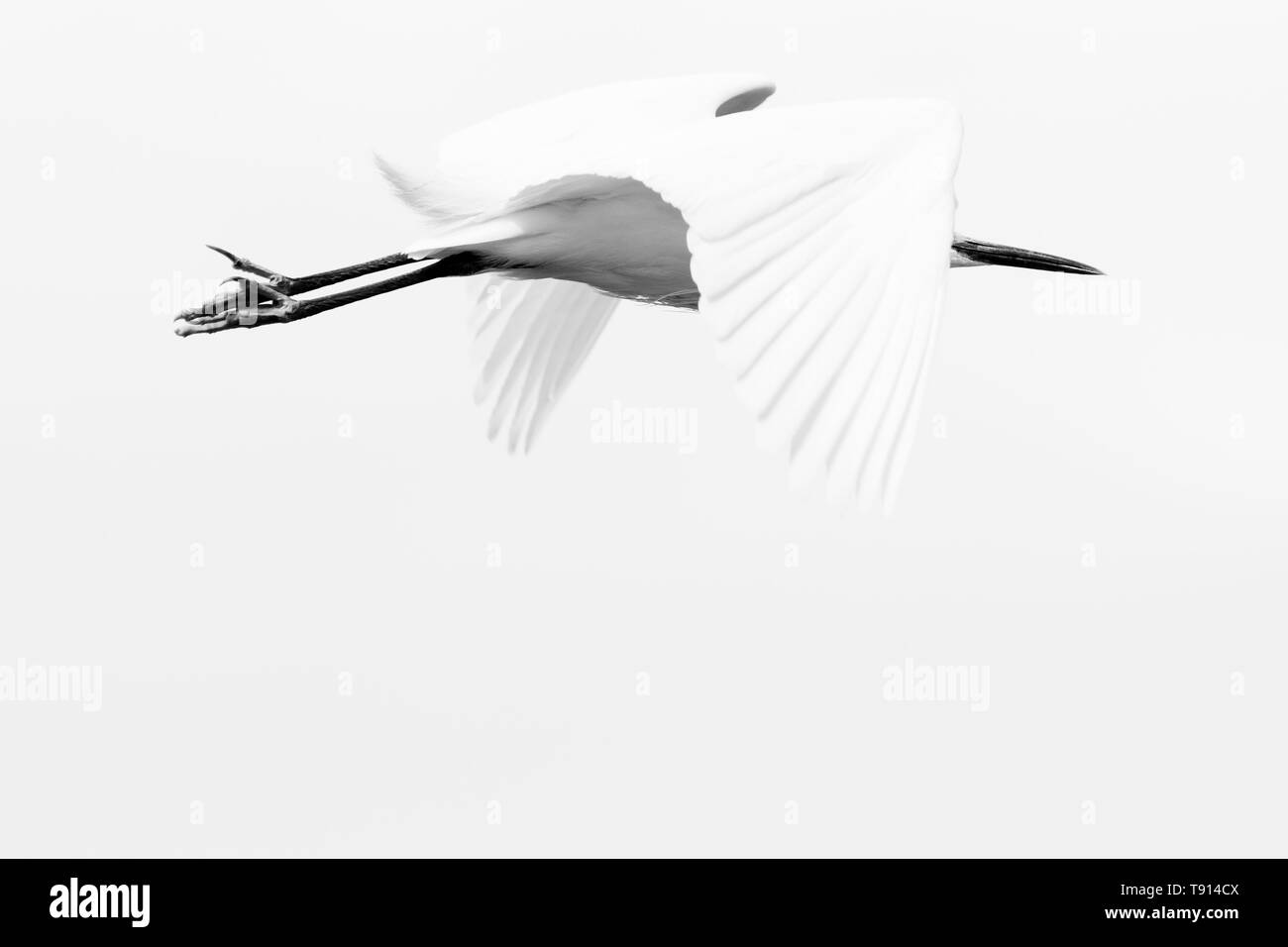 Gran garza blanco pájaro en vuelo sobre el cielo blanco Foto de stock