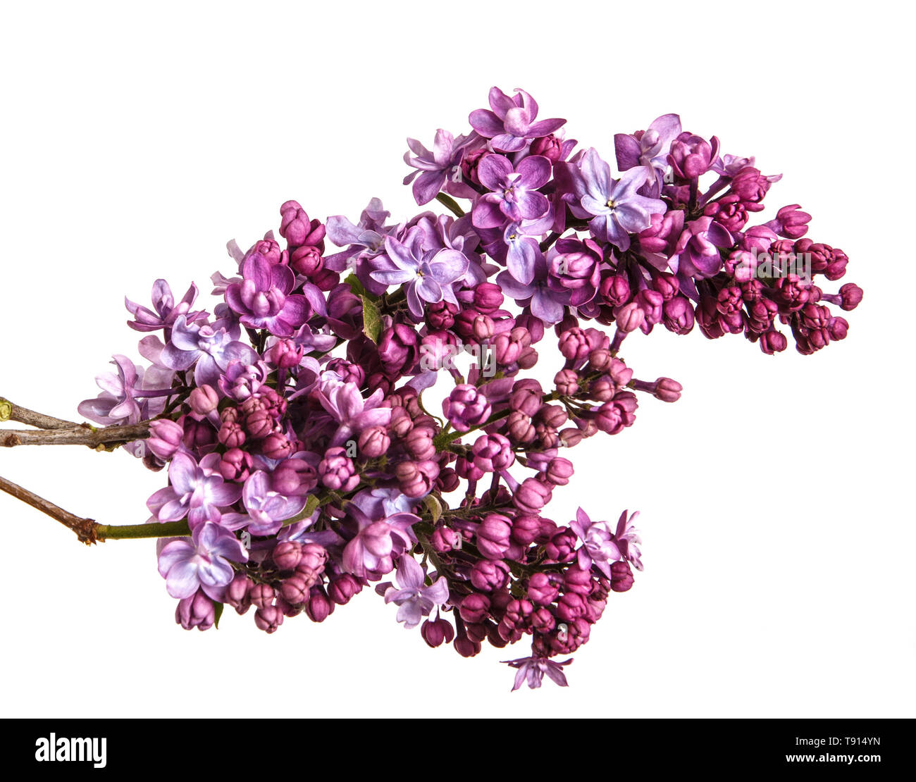 Blooming lilac flores. Aislado en blanco Foto de stock