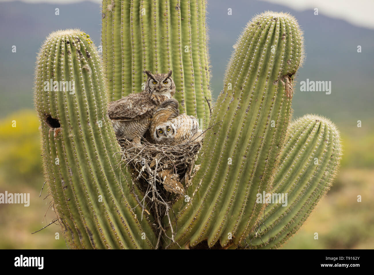 Búhos tucuquere, (Bubo virginianus), en el nido en el cacto saguaro (Carnegiea gigantea), Sonoran Desert , Arizona Foto de stock
