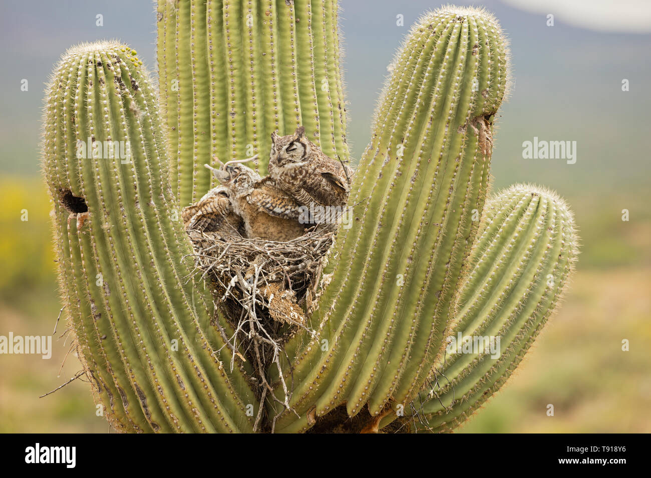 Pequeño cactus saguaro fotografías e imágenes de alta resolución - Alamy