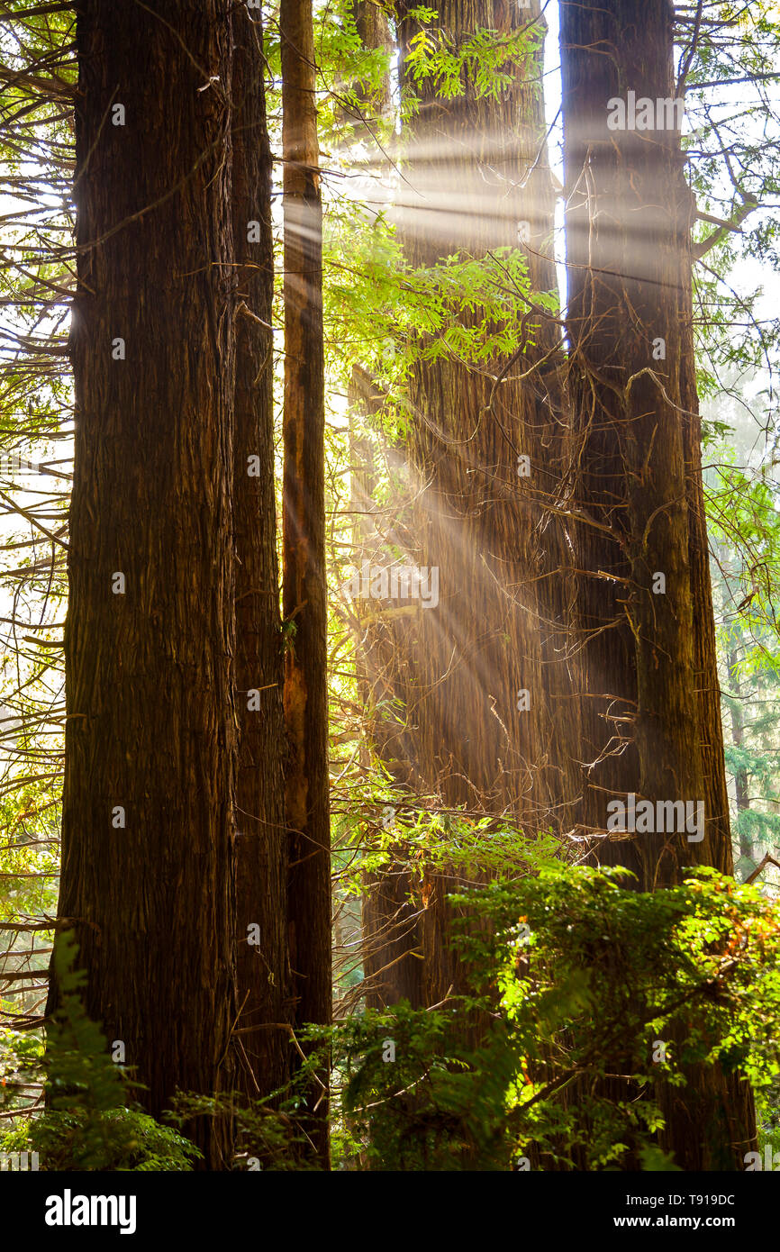 Rayos de sol iluminando mist entre árboles Redwood, California, EE.UU. Foto de stock