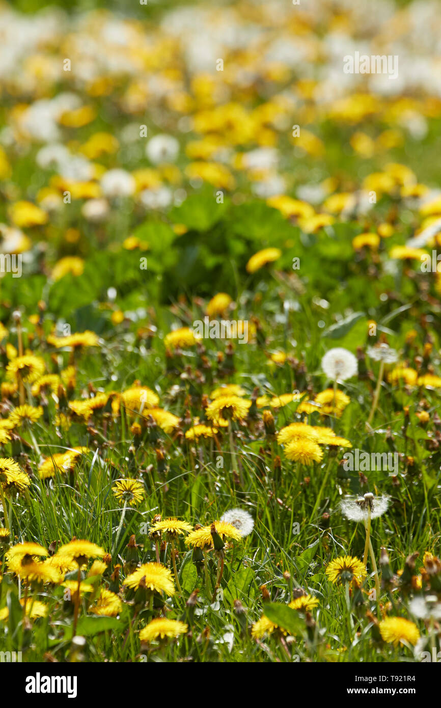 El diente de león en el paisaje primaveral de Inglés Un feld, Greater