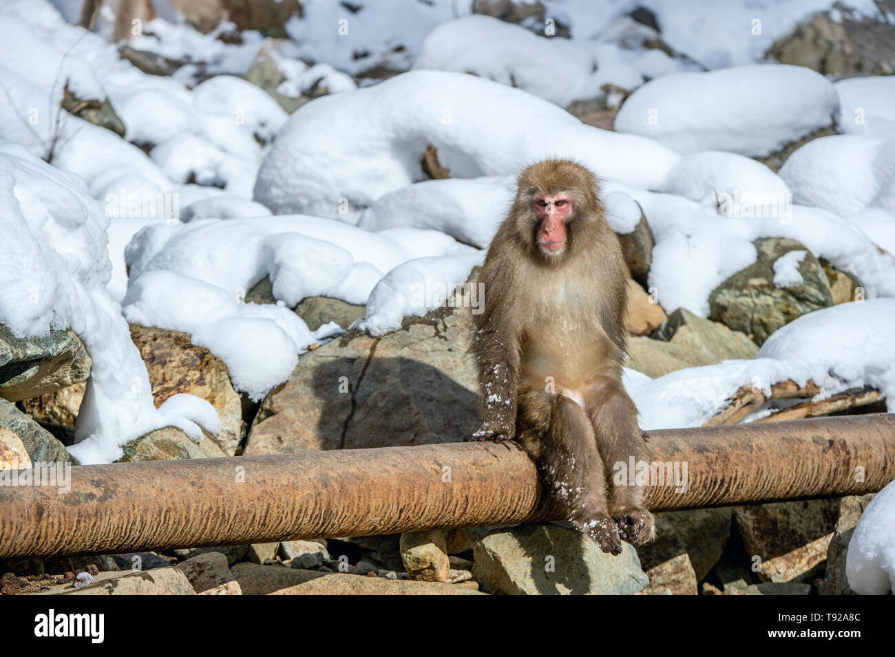 Mono de nieve sobre la nieve. La temporada de invierno. Los macacos  japoneses ( Nombre científico: Macaca fuscata), también conocido como el  mono de las nieves Fotografía de stock - Alamy