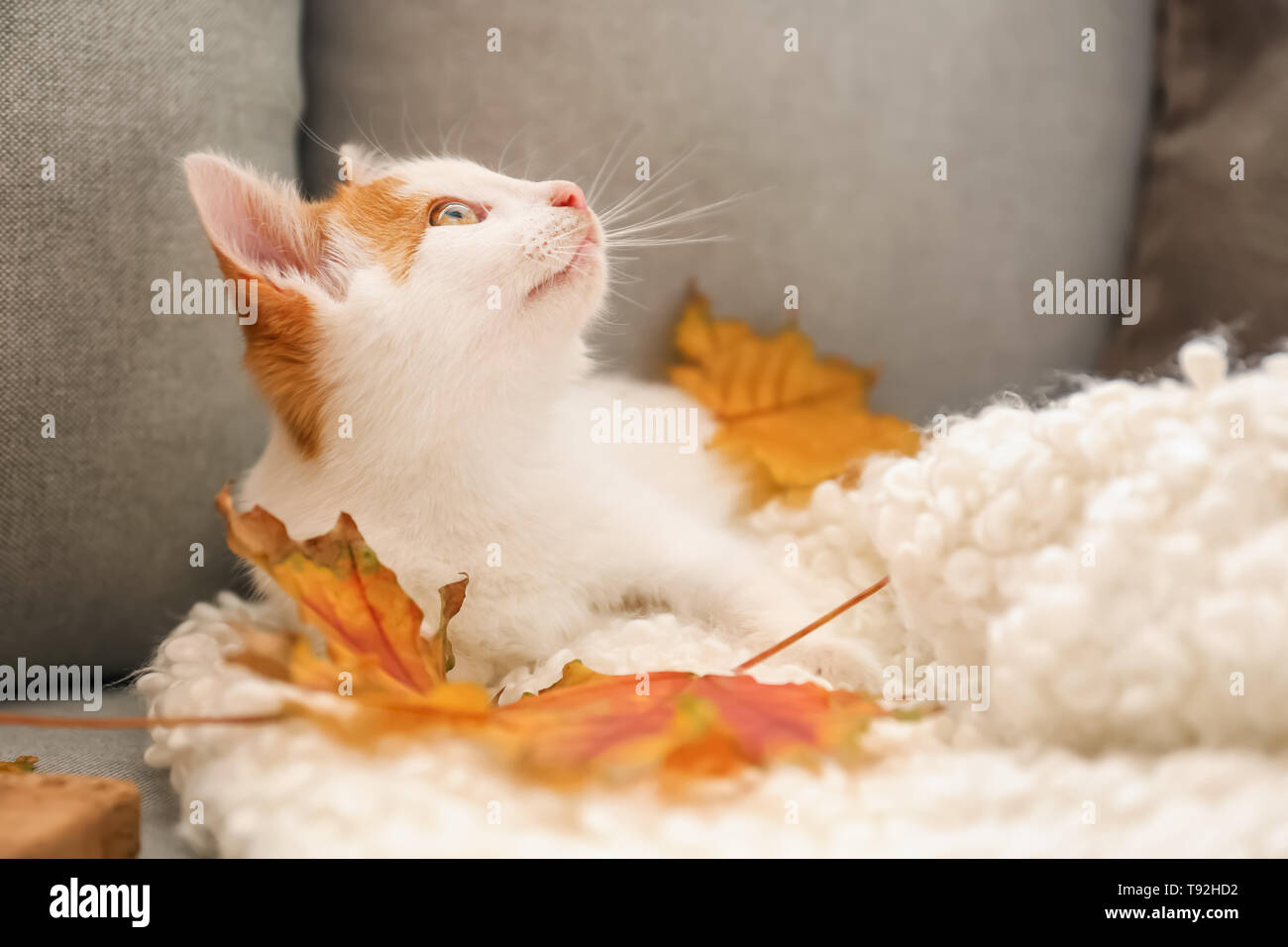 Poco lindo gatito con hojas de otoño en el sofá en casa Foto de stock