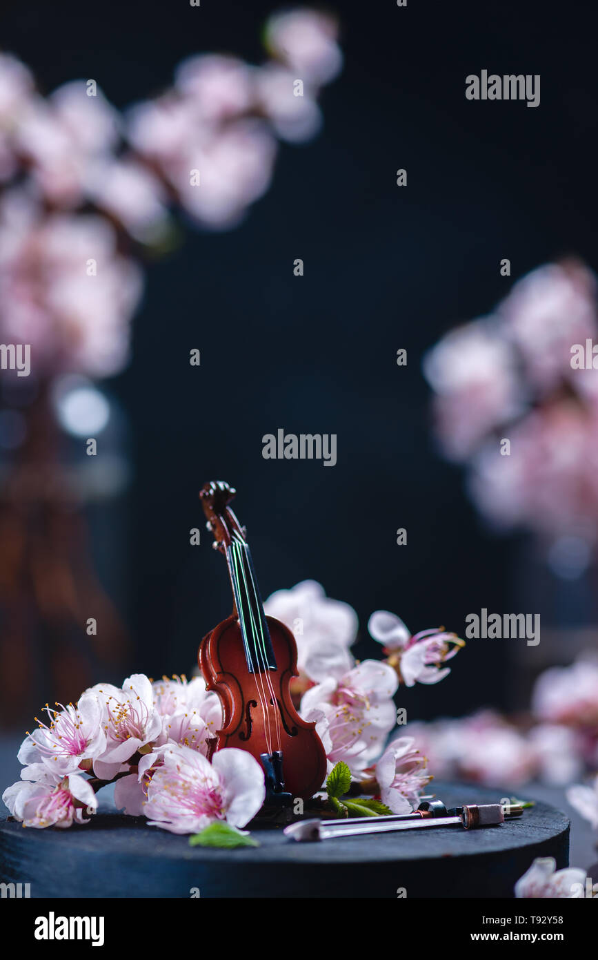 Pequeño violín con Pink Cherry Blossom sobre un fondo oscuro con espacio de copia. Concepto de música de primavera. Foto de stock