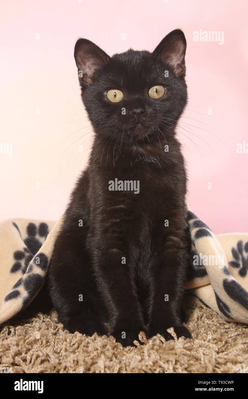 British Shorthair gatito Foto de stock