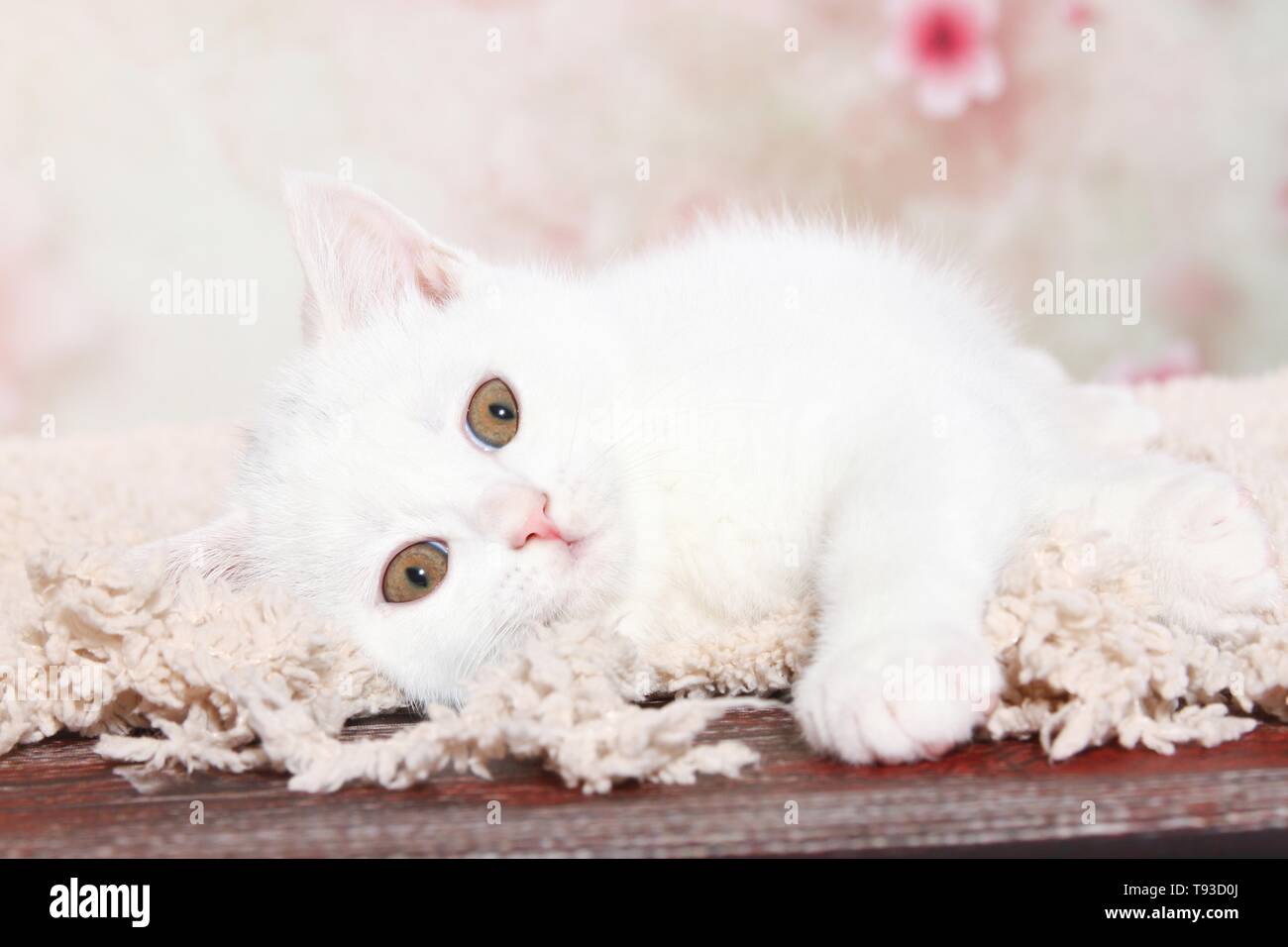 British Shorthair gatito Foto de stock