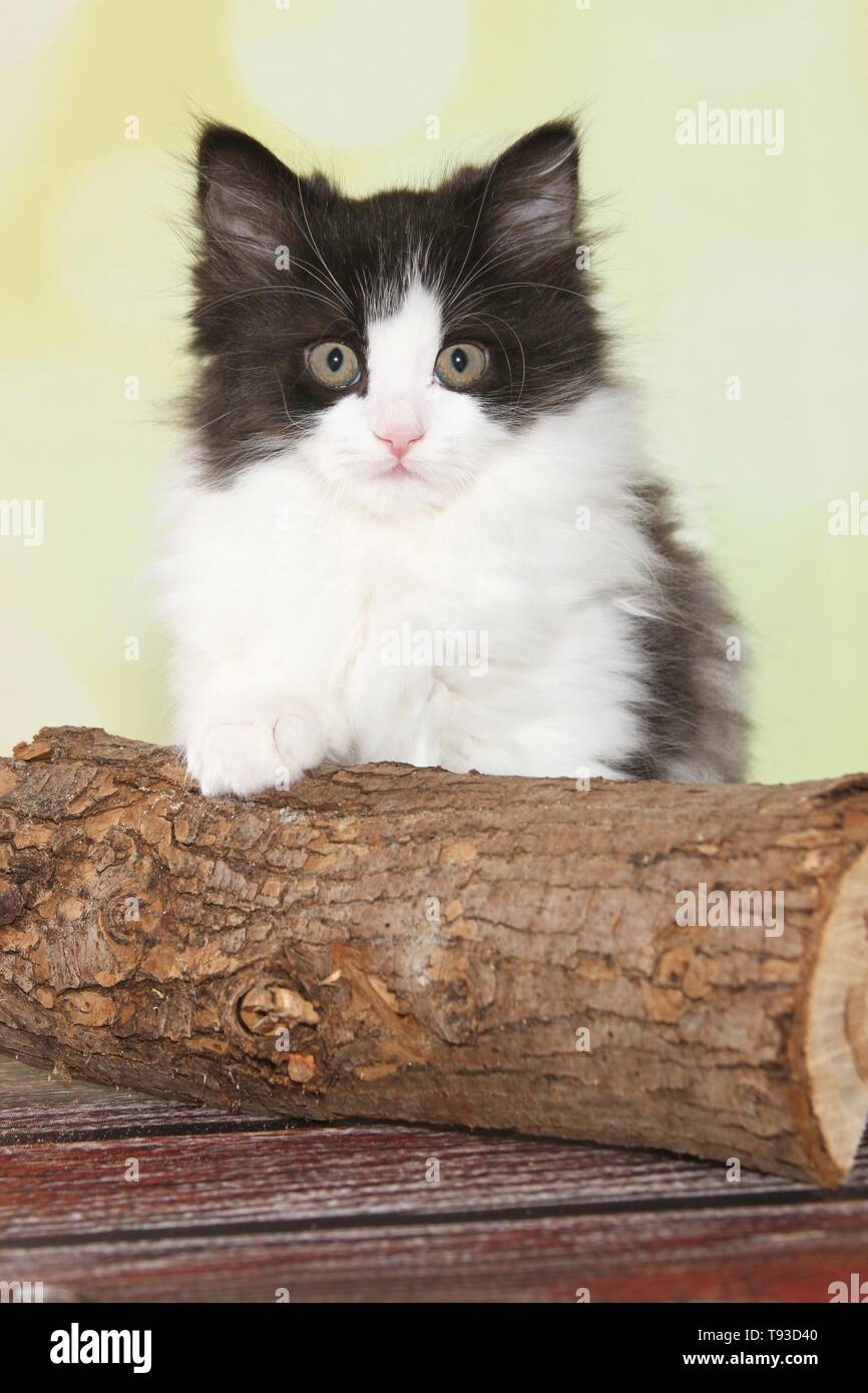 German Longhair gatito Foto de stock