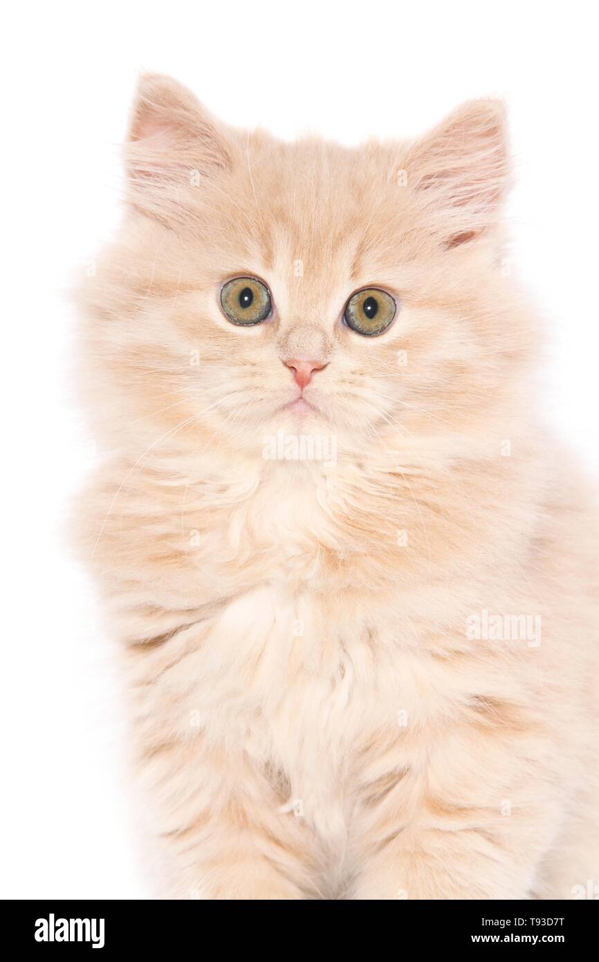 German Longhair gatito Foto de stock