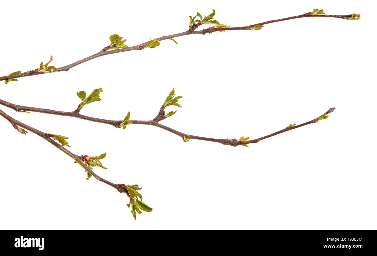 La rama de un árbol de manzanas con hojas jóvenes aislados en un blanco Foto de stock