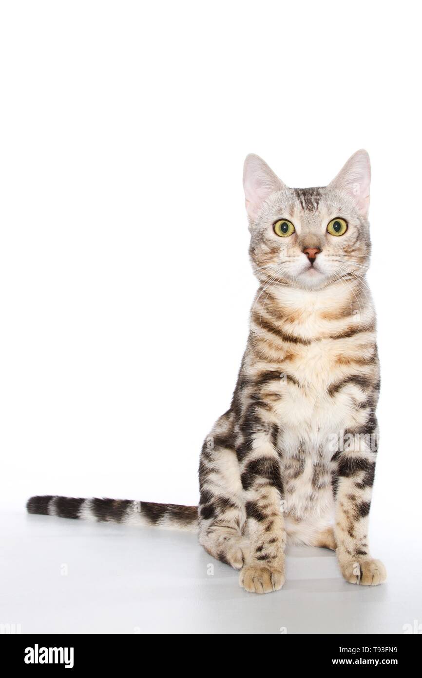 Bengala gato sentado Foto de stock
