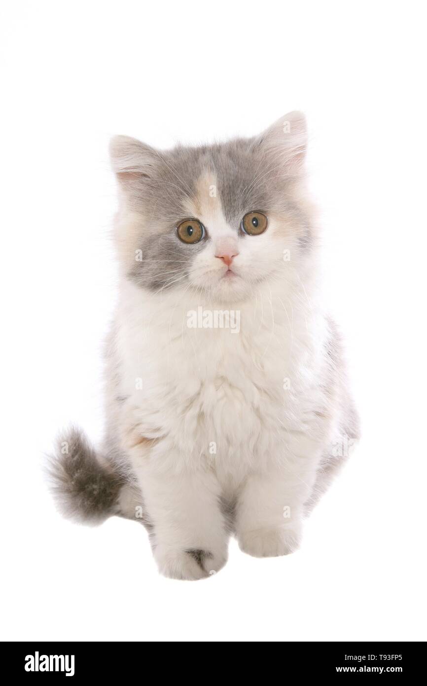 German Longhair cat. Foto de stock
