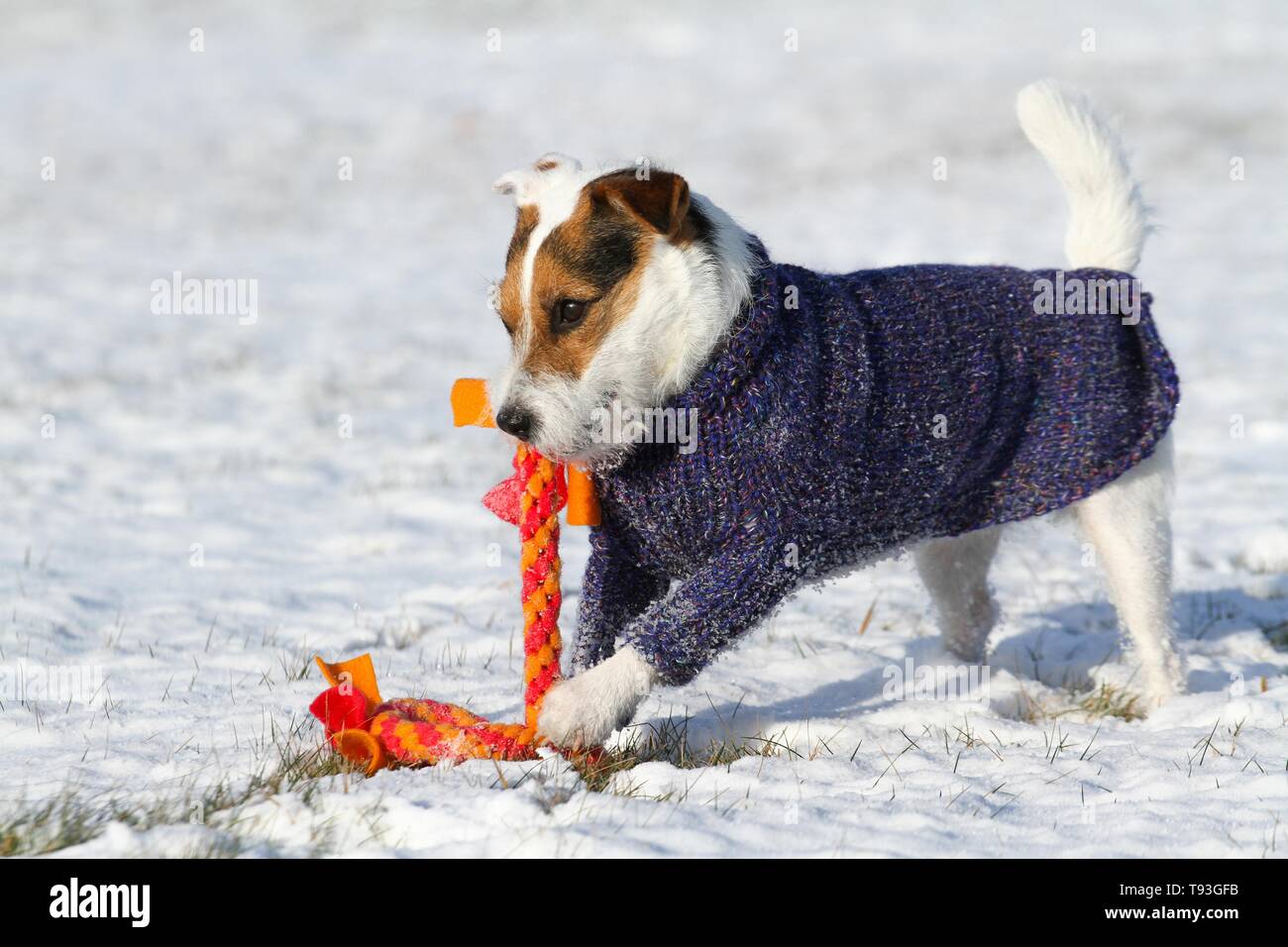 Jugar Jack Russell Terrier Foto de stock