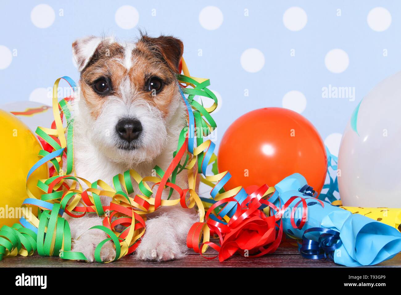 Jack Russell Terrier tumbado Foto de stock