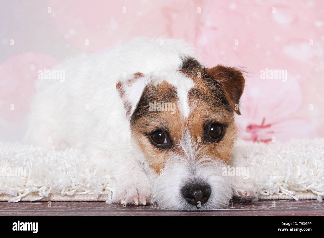 Jack Russell Terrier tumbado Foto de stock