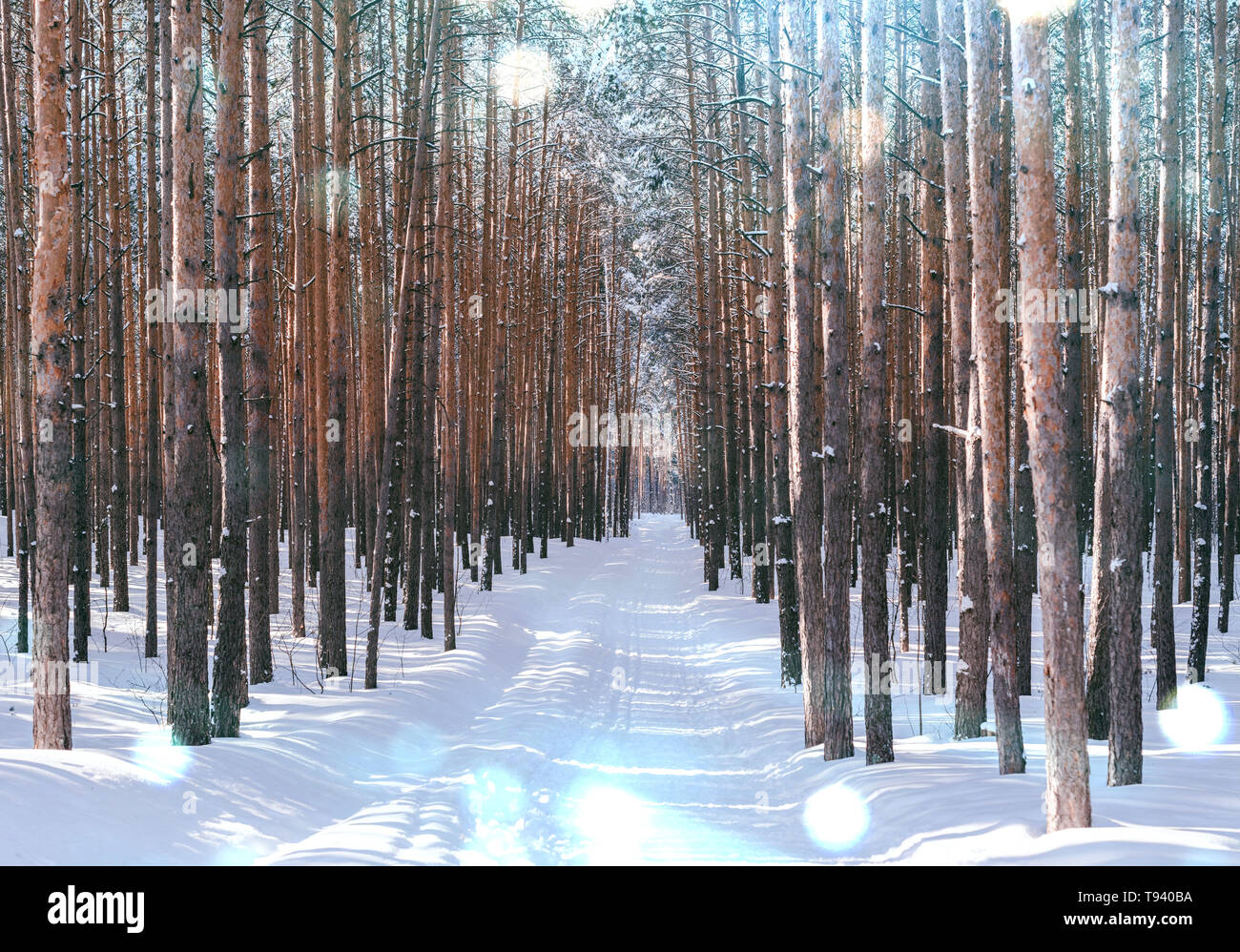 Callejón en el bosque de invierno. Altos pinos cubiertos de nieve en tiempo soleado. Lugar maravilloso para relajarse y los fines de semana. Cuento de invierno Foto de stock