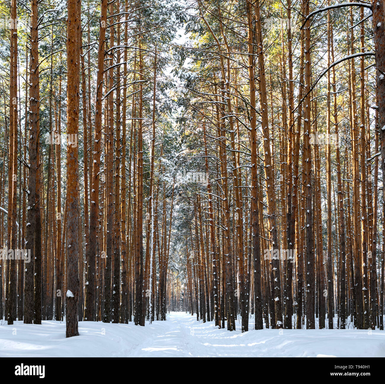 Callejón en el bosque de invierno. Altos pinos cubiertos de nieve en tiempo soleado. Lugar maravilloso para relajarse y los fines de semana. Cuento de invierno Foto de stock