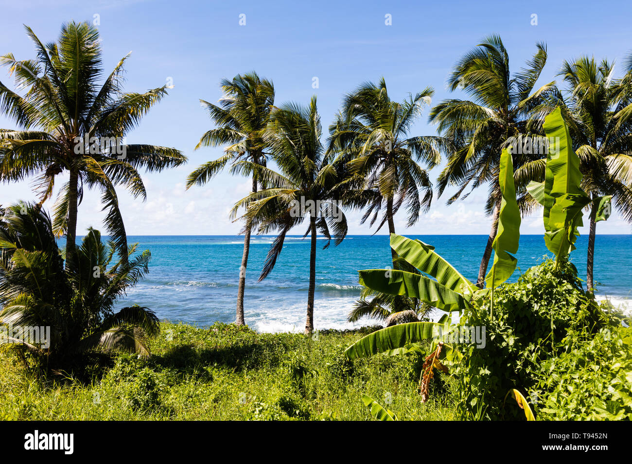 Vista paisaje tropical en la playa en la Polinesia con cocoteros, arena blanca perfecta, en primer plano, el océano, con aguas color turquesa y cielo azul profundo w Foto de stock