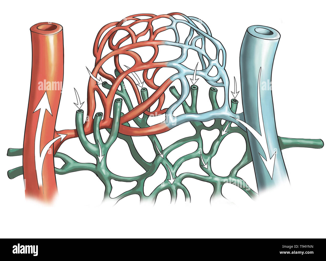 Ilustración de los vasos sanguíneos, arteria y redes capilares en la pierna. Foto de stock