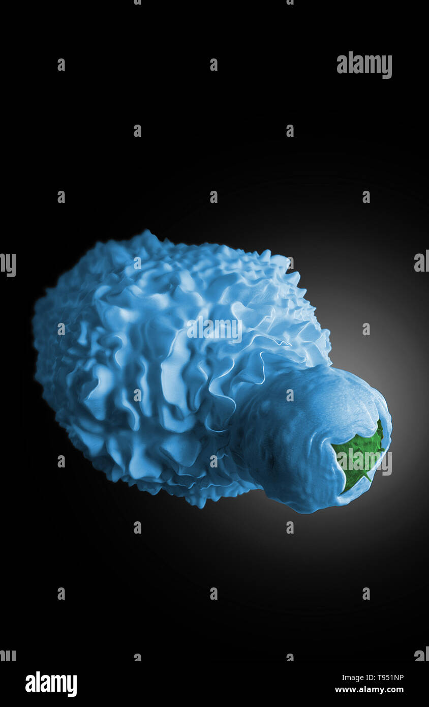 Modelo del artista de una célula dendrítica envolviendo una célula T infectada por el VIH. Una celda es un dendríticas presentadoras de antígeno leucocito que se encuentra en la piel, mucosas y tejidos linfoides que inicia la respuesta inmune primaria mediante la activación de los linfocitos y la secreción de citoquinas. Una celda que tiene procesos de ramificación. Sobre la base de tres-dimensional centrado haz de iones de microscopía electrónica de barrido (SEM) FIB-datos. Creado por Donald Bliss (NLM) y Sriram Subramaniam, 2012. Esta imagen ha sido coloreado. Foto de stock
