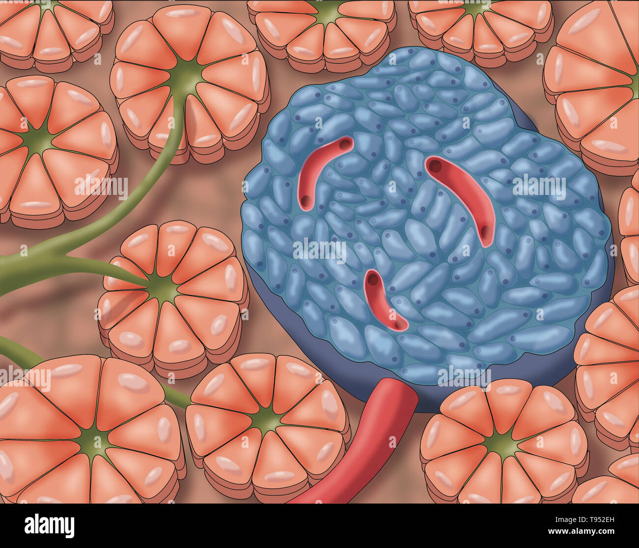 Islets of langerhans cells fotografías e imágenes de alta resolución - Alamy