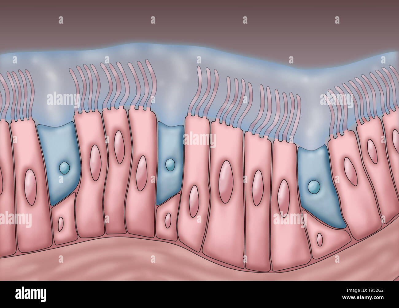 Ilustración médica representando cilia y moco. El rítmico movimiento hacia delante y hacia atrás de los cilios mueven el moco y las partículas atrapadas, tales como bacterias y virus, de los senos paranasales. Foto de stock