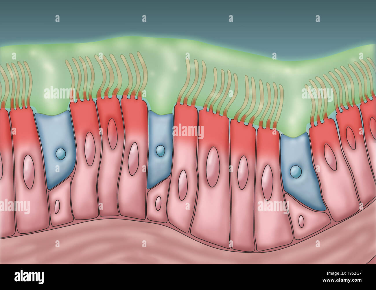 Ilustración médica representando cilia y moco. El rítmico movimiento hacia delante y hacia atrás de los cilios mueven el moco y las partículas atrapadas, tales como bacterias y virus, de los senos paranasales. Foto de stock