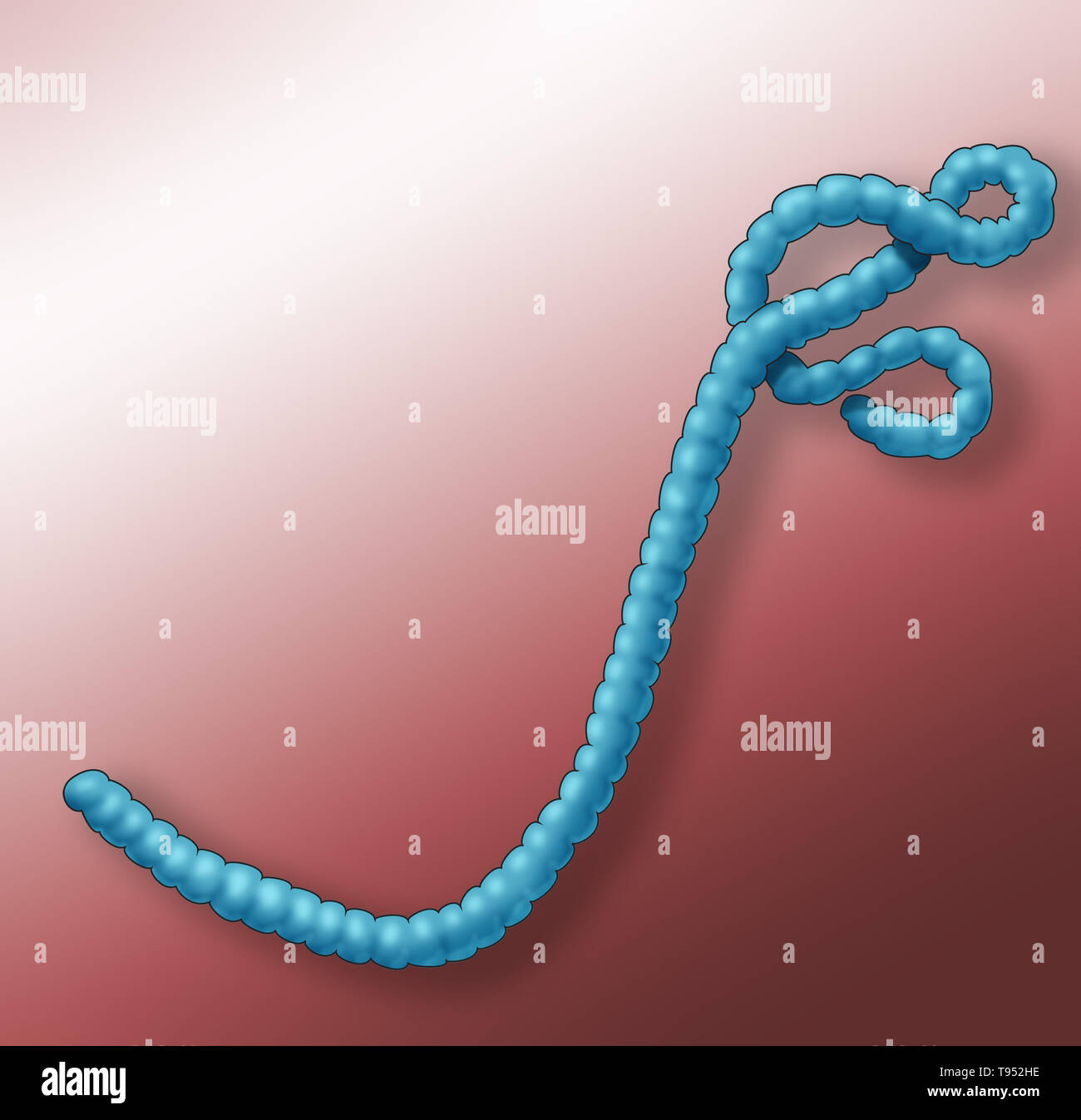 Ilustración del virus del ébola. El Ébola provoca una grave y a menudo mortal fiebre hemorrágica en los seres humanos y otros mamíferos, conocida como enfermedad del virus de Ébola. Foto de stock