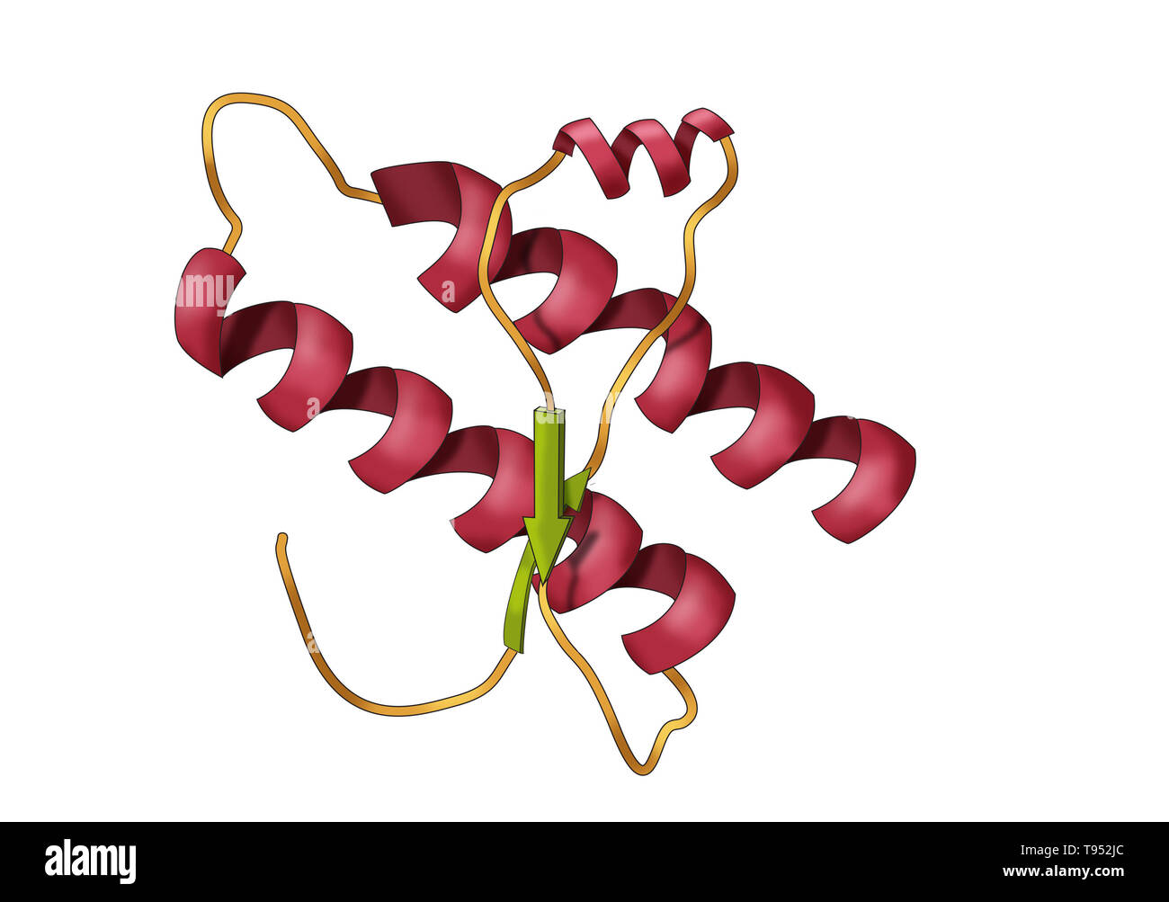 Modelo de una proteína priónica. Los priones son agentes infecciosos compuestos enteramente de una proteína material que pueda doblar en múltiples formas estructuralmente abstractos, al menos uno de los cuales es transmisible a otras proteínas priónicas, conduciendo a la enfermedad en una forma que es epidemiológicamente comparable a la propagación de la infección viral. Los priones se compone de la proteína del prión se cree que la causa de las encefalopatías espongiformes transmisibles, entre otras enfermedades. Foto de stock