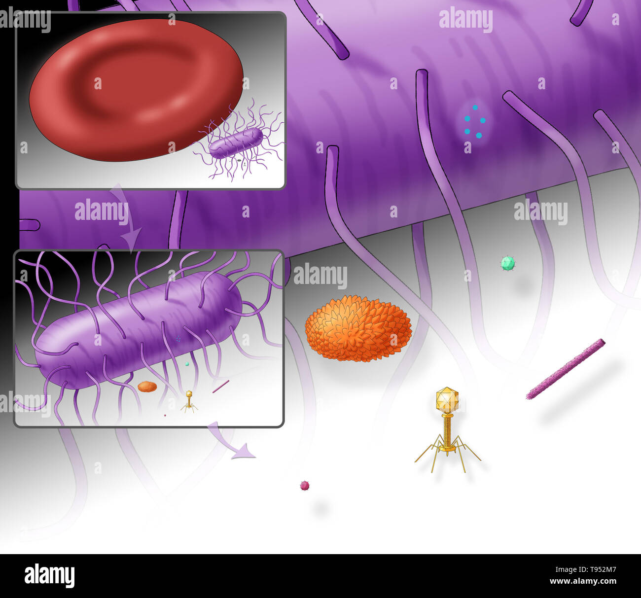 Ilustración que muestra el tamaño relativo de la bacteria E. coli (superior, violeta) y varios virus. Incluye un recuadro que muestra el tamaño relativo de la bacteria E. coli a una célula de sangre roja. Foto de stock