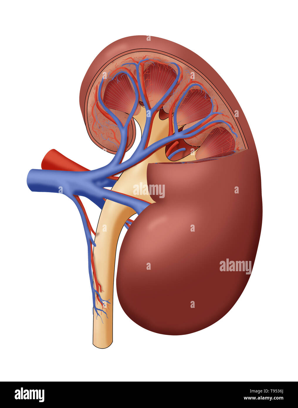 Un corte anatómico ilustración de un riñón sano. Foto de stock