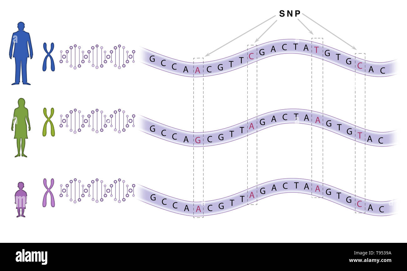 Polimorfismo de nucleótido simple (SNP) desempeña un papel importante en una amplia variedad de enfermedades, como la anemia de células falciformes y la fibrosis quística. Foto de stock