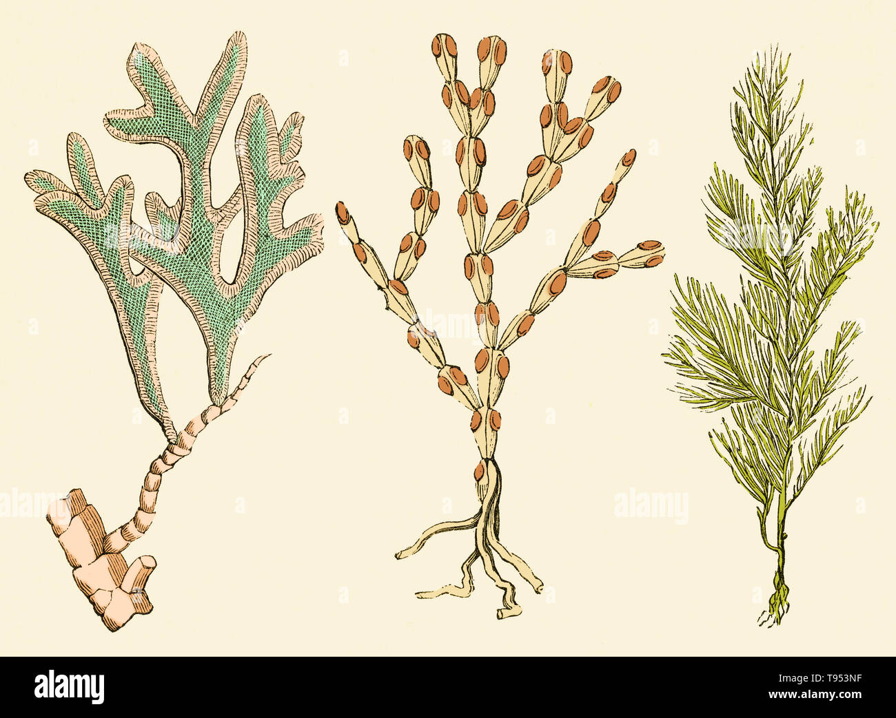 Briozoos del período jurásico. A la izquierda está Adeona folifera, y a la derecha, dos especímenes de Cellaria loriculata. Ilustración de Louis Figuier es el mundo antes del diluvio, 1867 edición estadounidense. Foto de stock