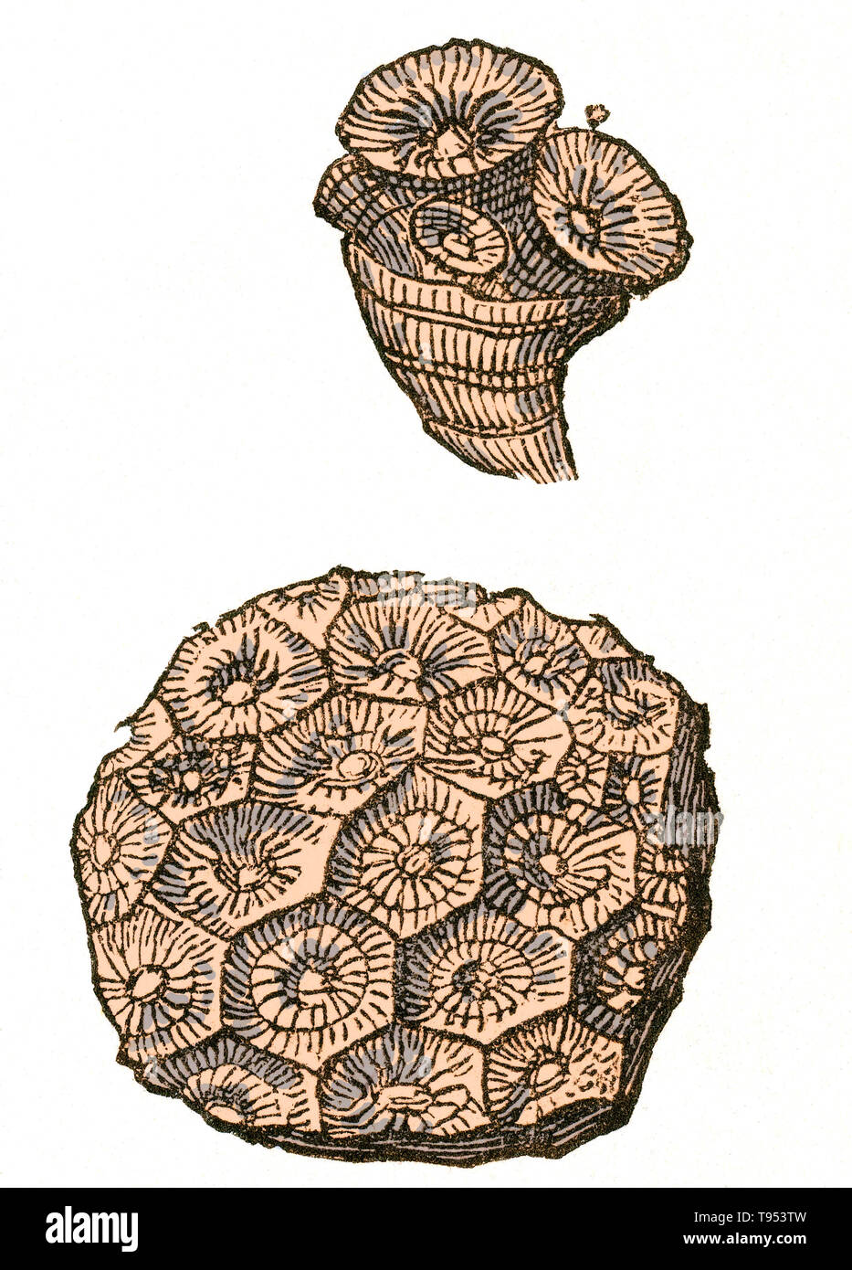 Fósil de una colonia de coral (Lonsdaleia rugose floriformis) que vivió durante el período carbonífero. Ilustración de Louis Figuier es el mundo antes del diluvio, 1867 edición estadounidense. Foto de stock