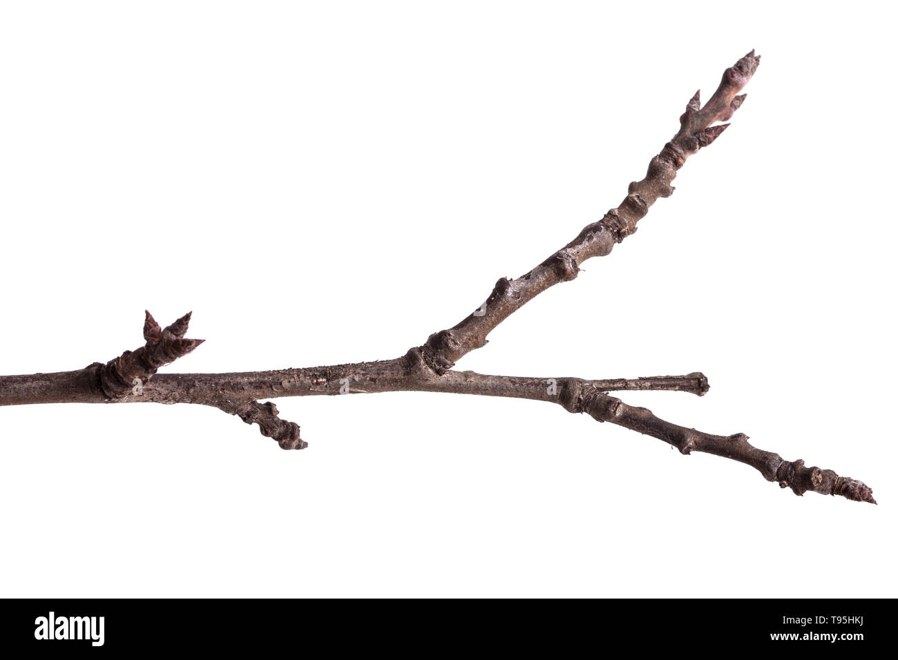 Las ramas de un árbol seco aislado en blanco Fotografía de stock - Alamy