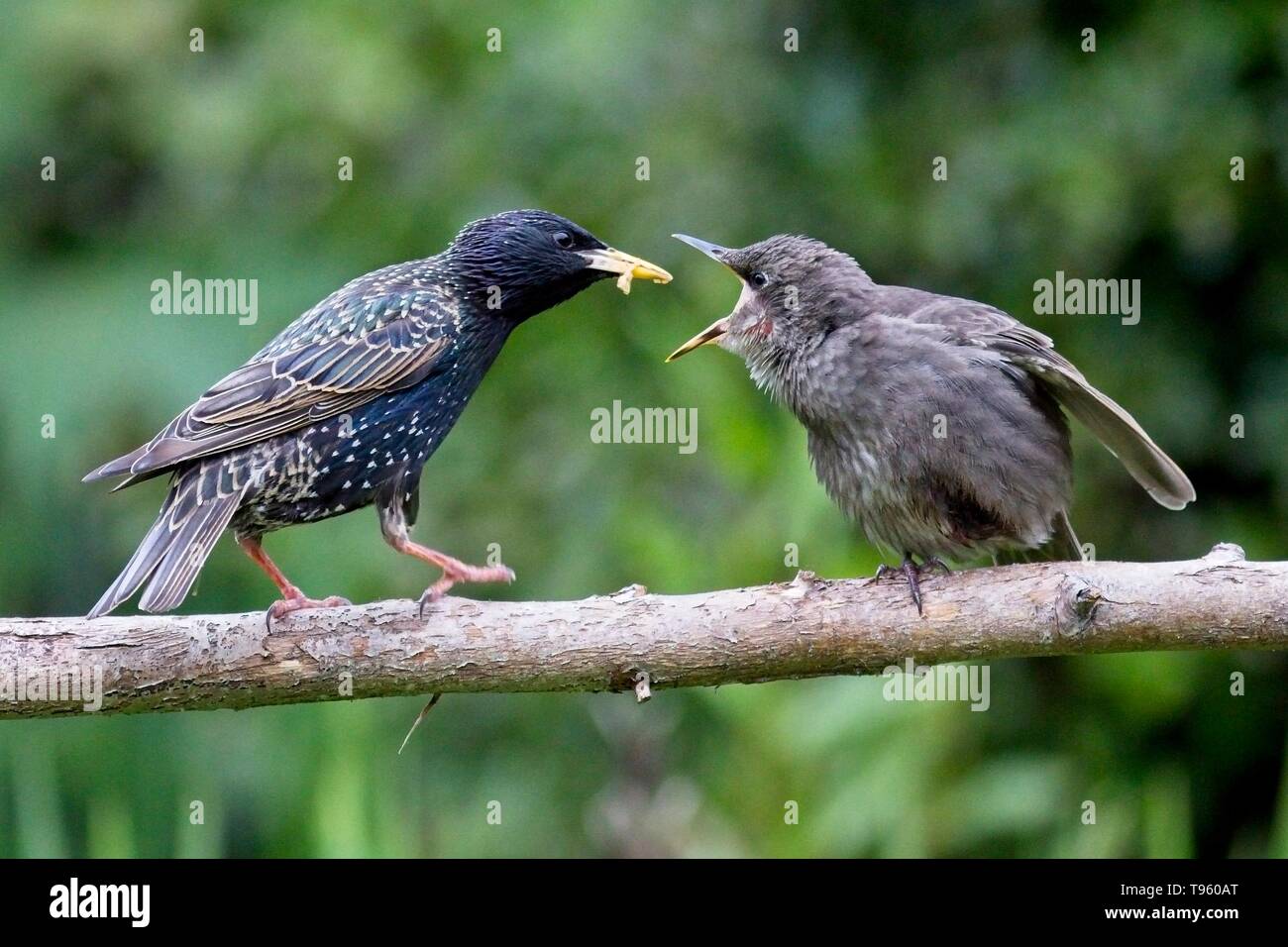 17 de mayo de 2019. El clima del Reino Unido. Un adolescente Starling (Sturnus vulgaris) suplica para alimentos esta mañana en East Sussex, Reino Unido. Crédito: Ed Brown/Alamy Live News Foto de stock