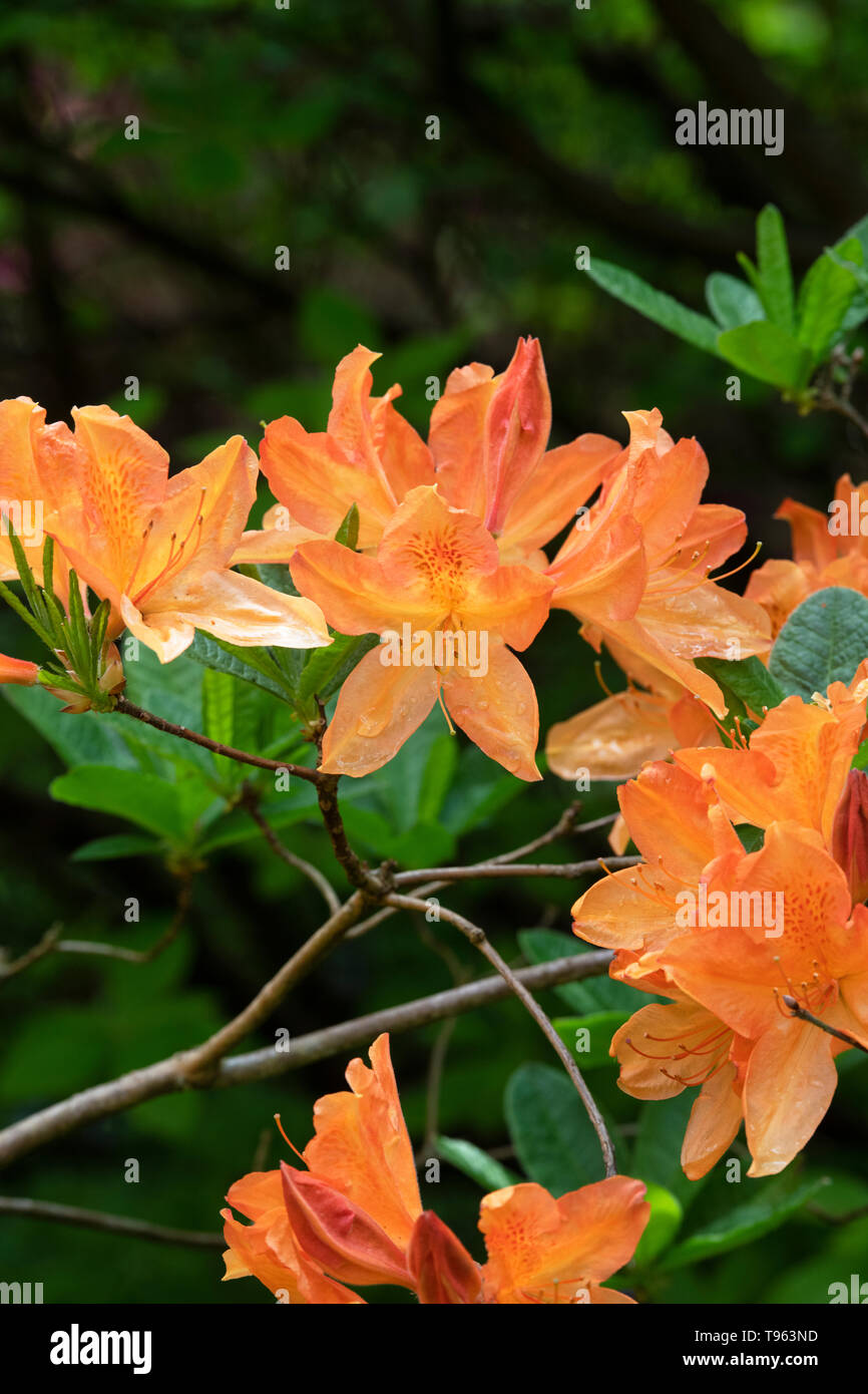 Azaleas naranjas fotografías e imágenes de alta resolución - Alamy