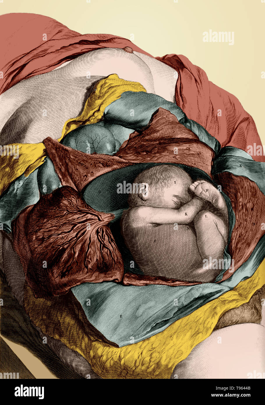 Tabla 56 Anatomia Humani Corporis Por Govard Bidloo Comprende 105 Placas Grabadas De Dibujos Anatomicos Por