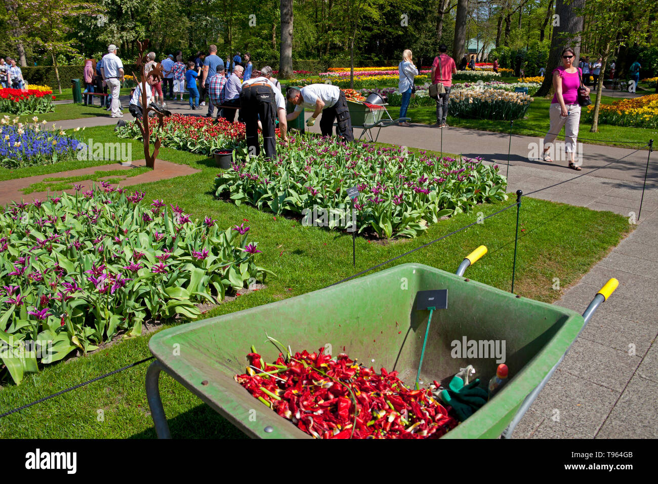 Los jardines Keukenhof, jardineros quitando las cabezas de los tulipanes, Holanda, en la primavera. Europa Foto de stock
