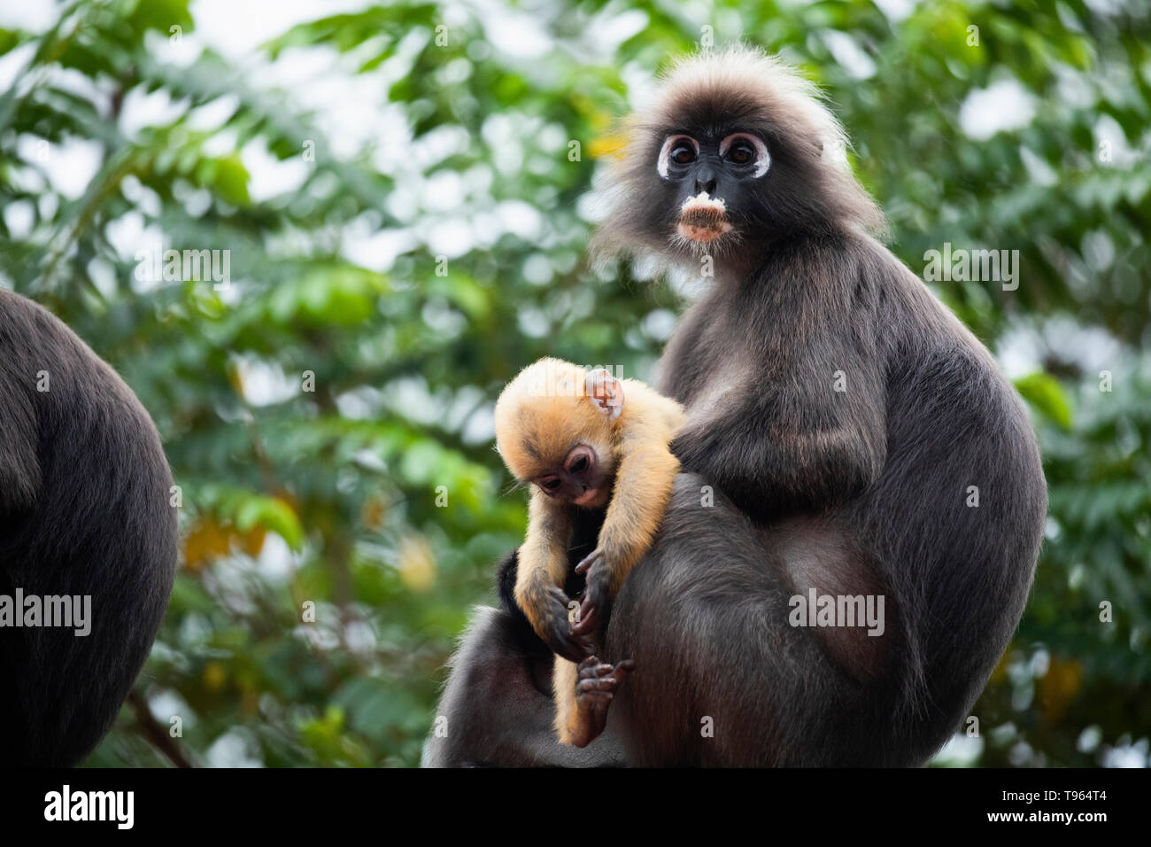 Familia de hojas negruzcas o mono oso langur con amarillo mono bebé sentado  en el árbol. Trachypithecus obscurus Fotografía de stock - Alamy