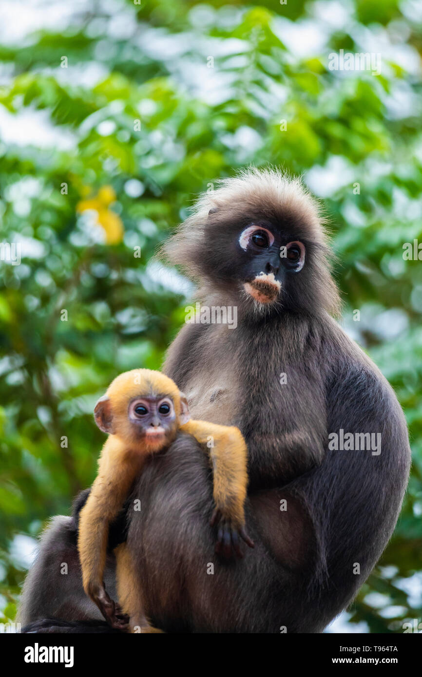Familia de hojas negruzcas o mono oso langur con amarillo mono bebé sentado  en el árbol. Trachypithecus obscurus Fotografía de stock - Alamy