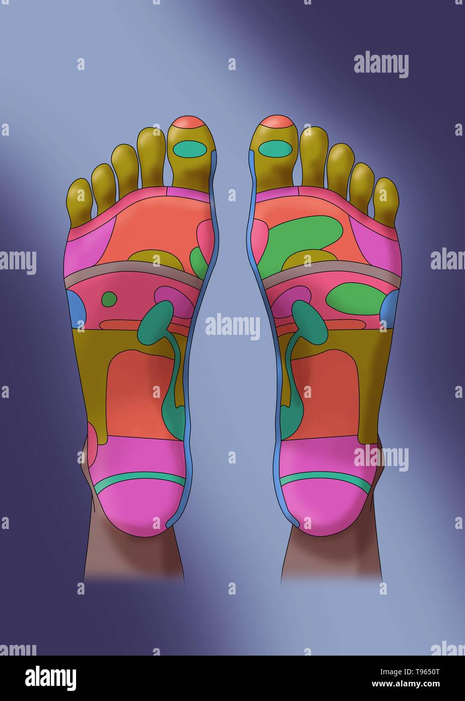Ilustración de los pies, mostrando las zonas reflejas del pie. La  reflexología de los pies es una forma de medicina alternativa en las zonas  de los pies se cree que corresponden a