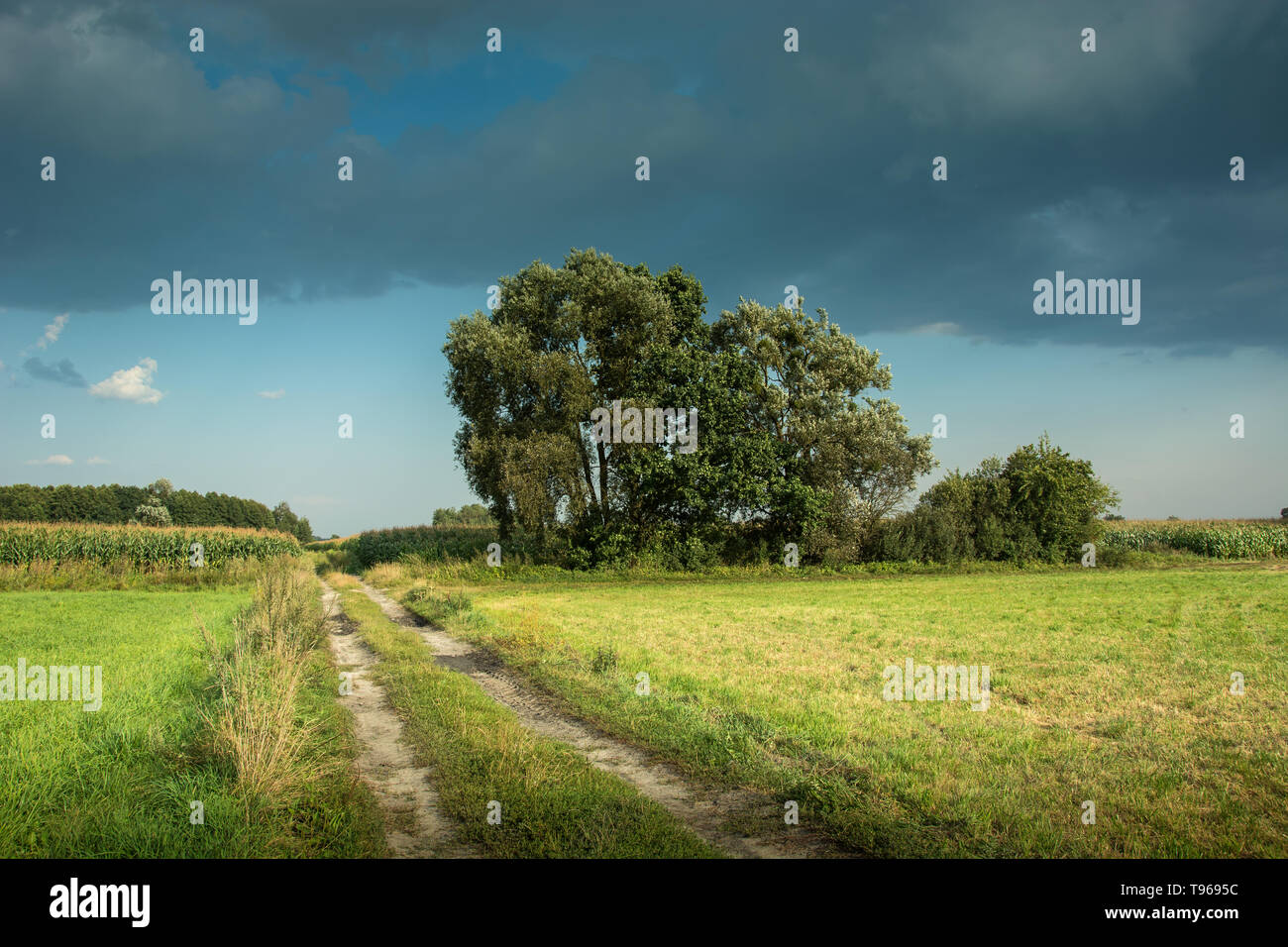 Camino de tierra y el cultivo de árboles en un prado, nubes grises en el cielo azul Foto de stock