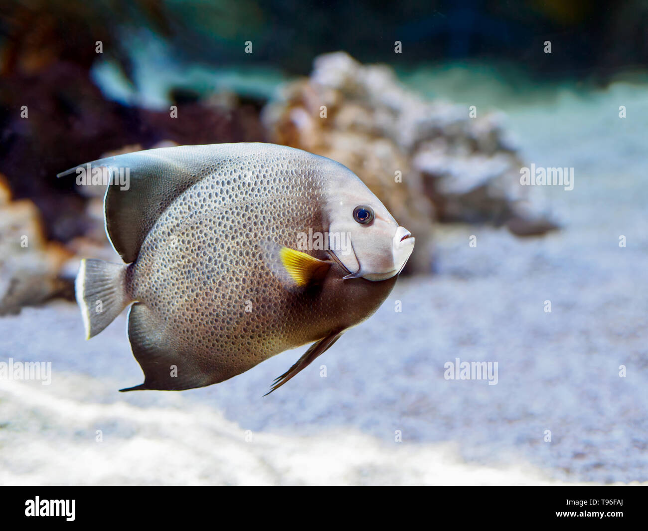 El pez Ángel Gris, Pomacanthus arcuatus, en el Texas State Aquarium Arrecifes de Coral de la exposición en Corpus Christi, Texas, Estados Unidos. Foto de stock