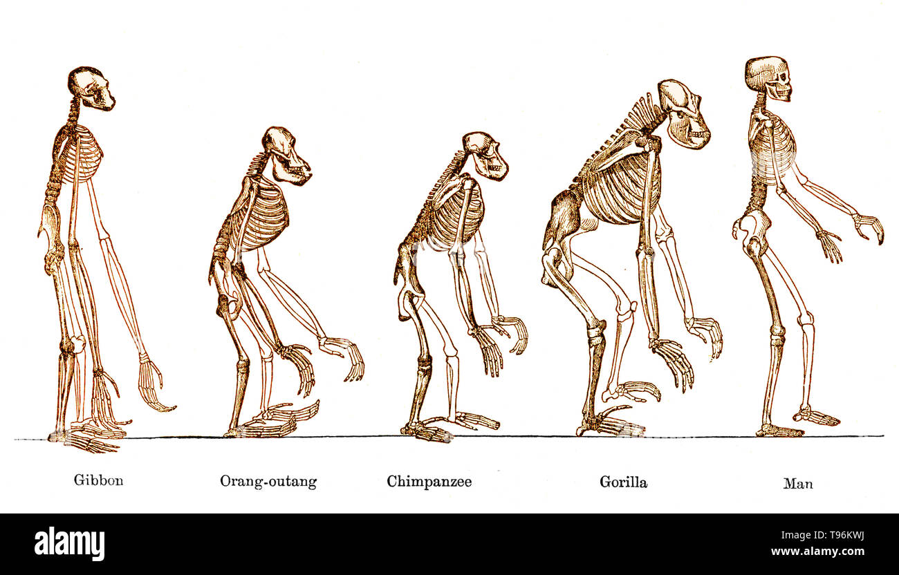 Total 44 Imagen Evolucion Del Hombre Con Nombres