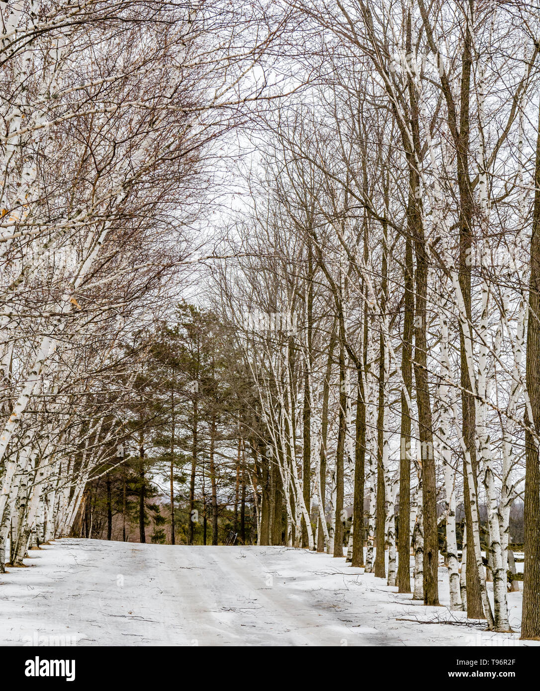 Árboles de madera blanca con carretera helada Foto de stock