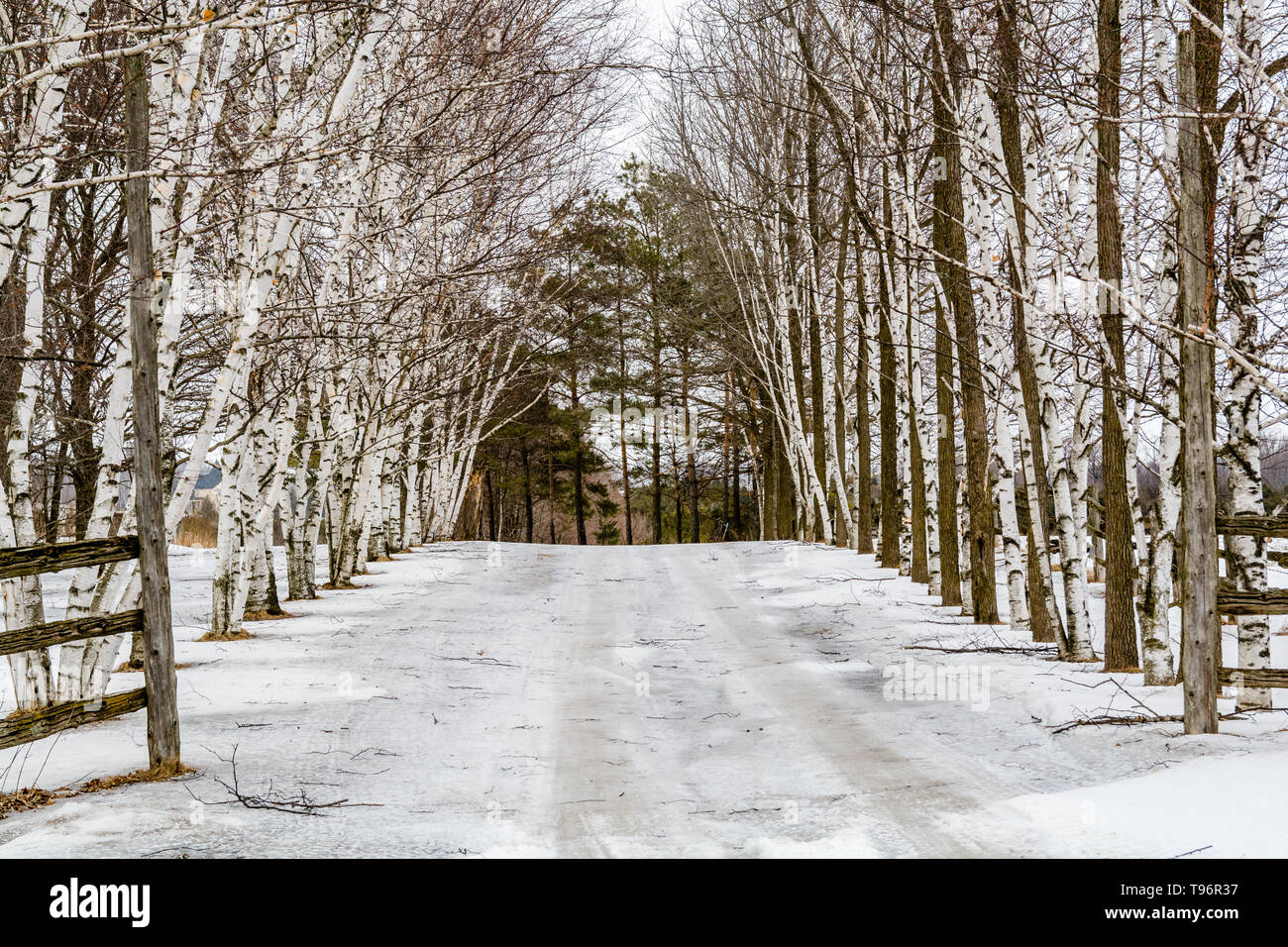 Árboles de madera blanca con carretera helada Foto de stock